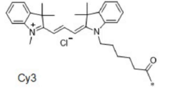 Cy3-桑黄素，CY3-Morin，Cyanine 3-Morin conjugate，Morin-CY3