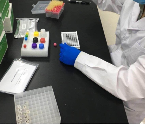 牛呼吸道合胞体病毒探针法荧光定量RT-PCR试剂盒