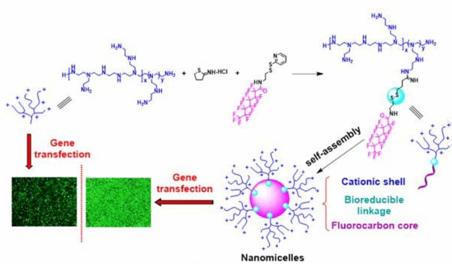 Fitc-甘草酸/FITC-Glycyrrhizin/异硫氰酸荧光素-甘草酸/Fluorescein Isothiocyanate-Glycyrrhizin//FITC-GLZ / GLZ-FITC/荧光标记三萜皂苷探针