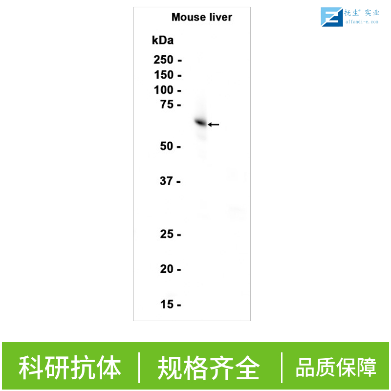 芳香烃受体核转录蛋白样1抗体