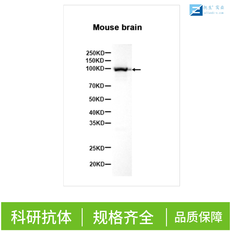 干细胞生长因子抗体