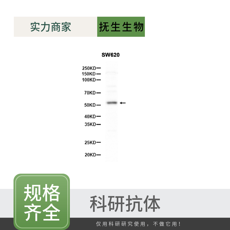 磷酸化信号转导和转录激活因子3抗体