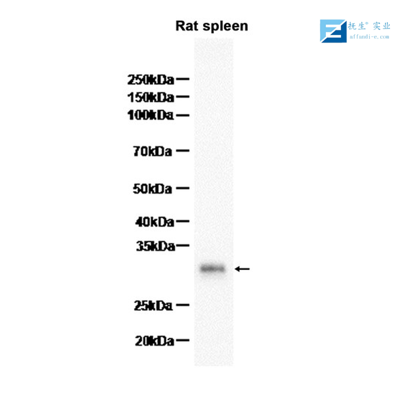 硫辛酸合成酶抗体