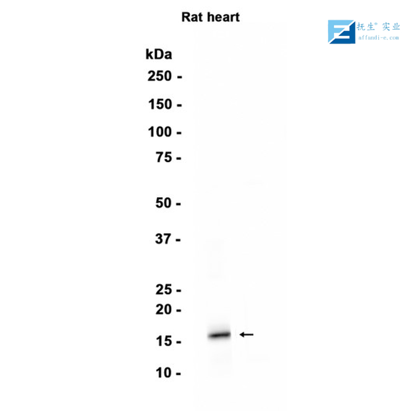丘脑分泌素受体1+2/食欲素受体1+2抗体