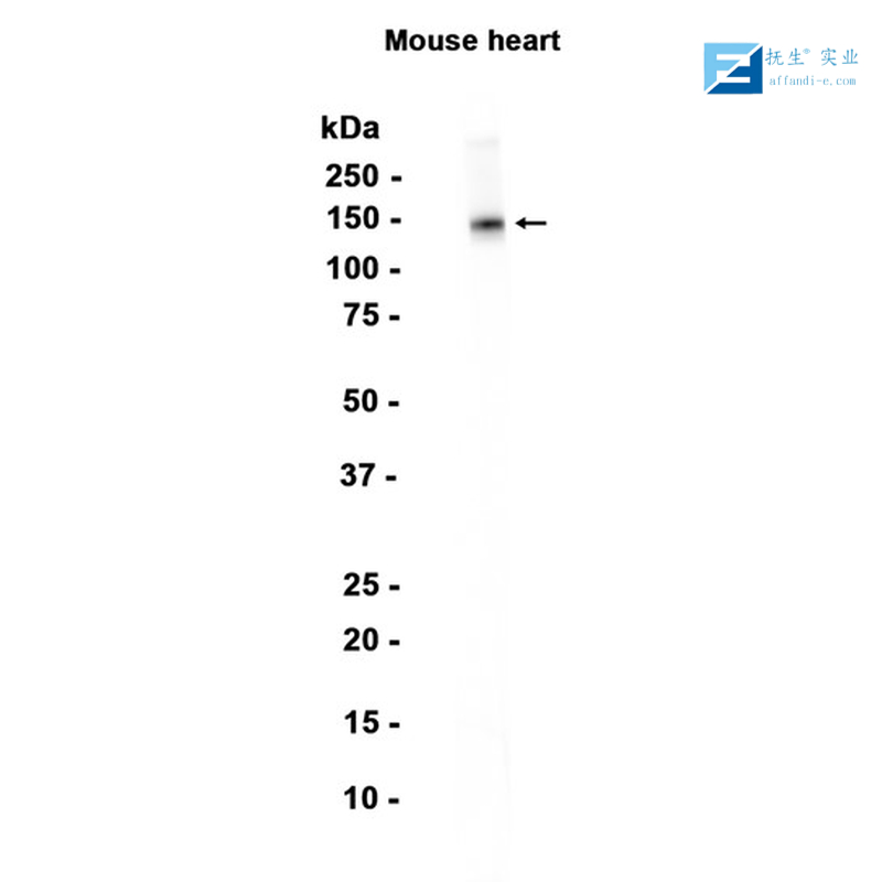 内皮分化型G蛋白偶联受体3抗体
