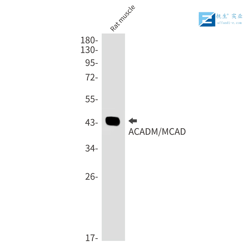 溶酶体相关膜蛋白1(CD107)抗体