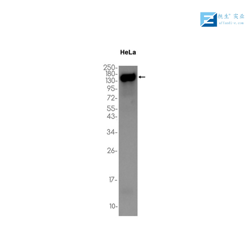 神经生长相关蛋白43抗体