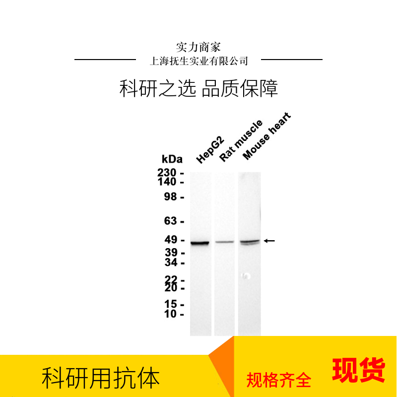 生长停滞特异性蛋白6抗体