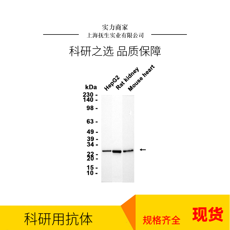 细小清蛋白抗体
