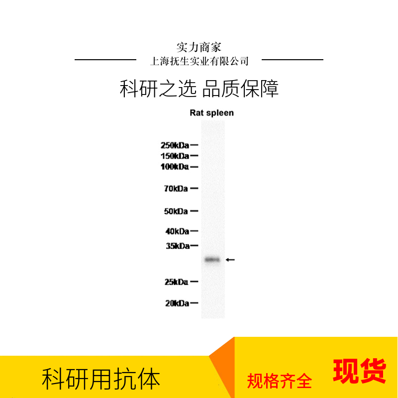 细胞色素P450 8B1抗体