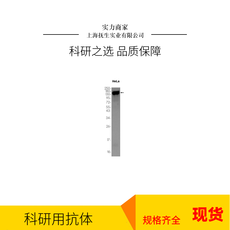 细胞死亡活化蛋白抗体