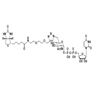 UDP-6-Biotinyl-GlcNAc，尿苷二磷酸-6-生物素基-N-乙酰葡糖胺