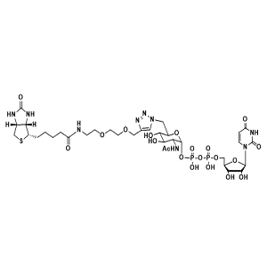UDP-2-生物素基-GlcNAc，UDP-2-Biotinyl-GlcNAc