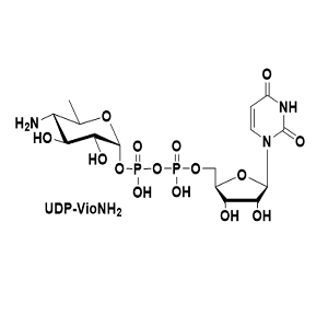 UDP-VioNH2,尿苷二磷酸-紫红素二氢