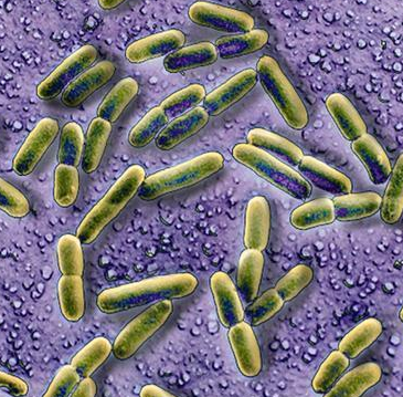 Faecalibacillus Intestinalis