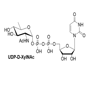 UDP-D-XylNAc,UDP-D-木糖胺酸