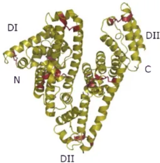 Cy3标记人血清白蛋白，Cy3-HSA，Cyanine3-Human Serum Albumin，HSA-Cyanine3 conjugate，红色荧光标记人源载体蛋白