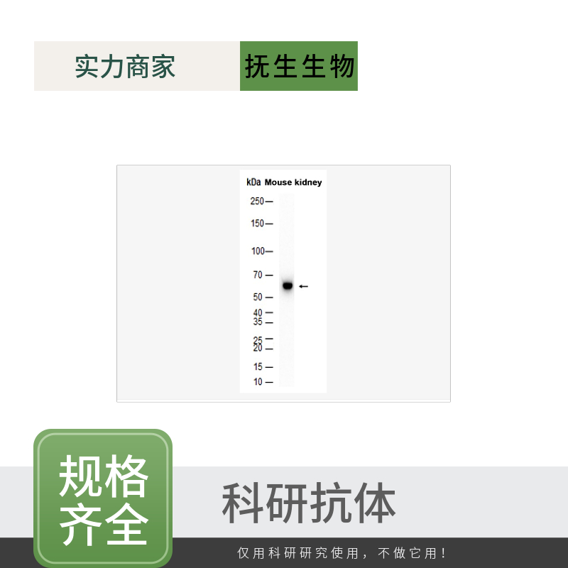 整合素αVβ5抗体
