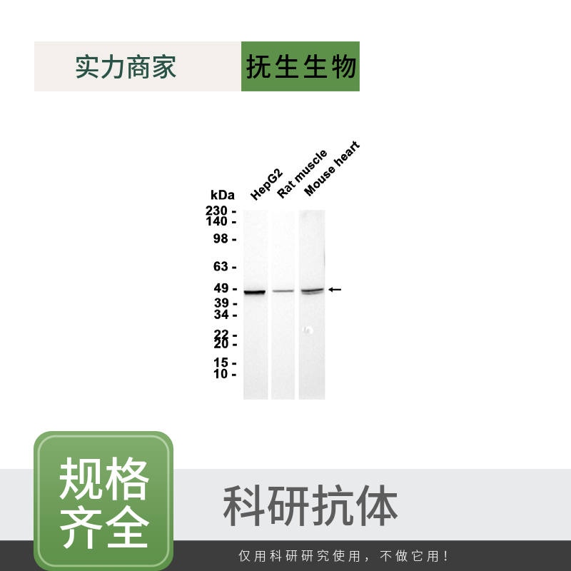 整合素相关蛋白CD47