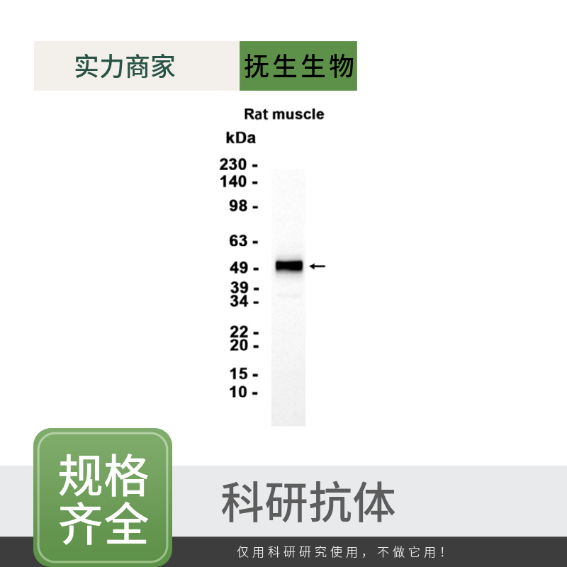 有丝分裂氧化酶1抗体