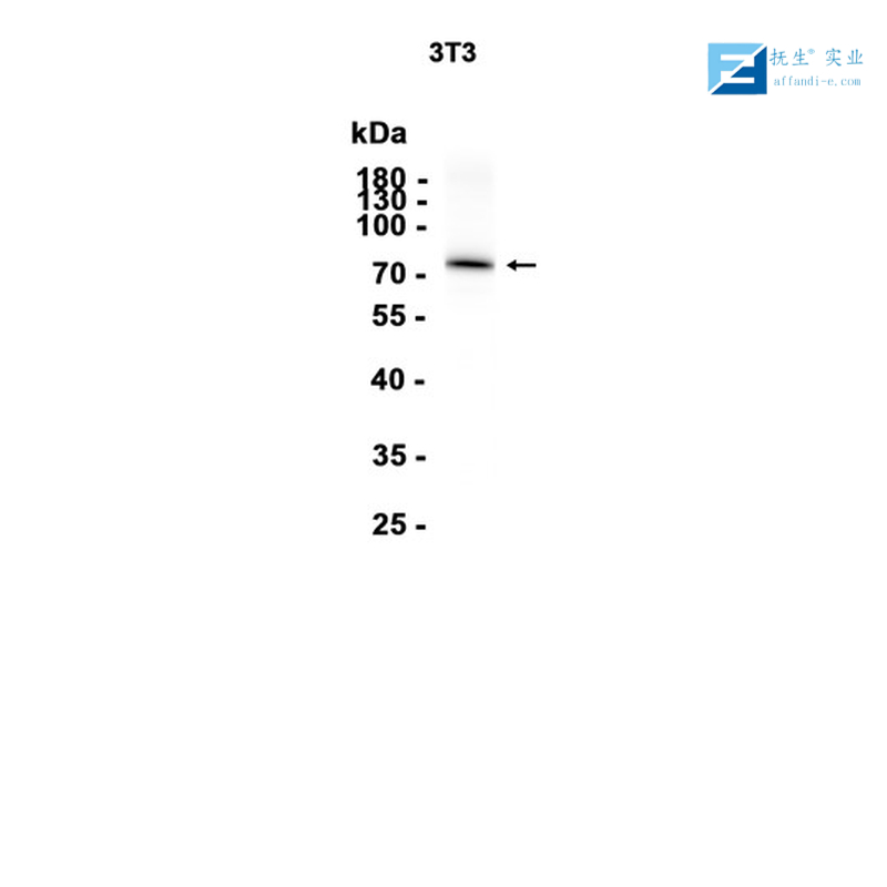 转录生长因子SP1抗体