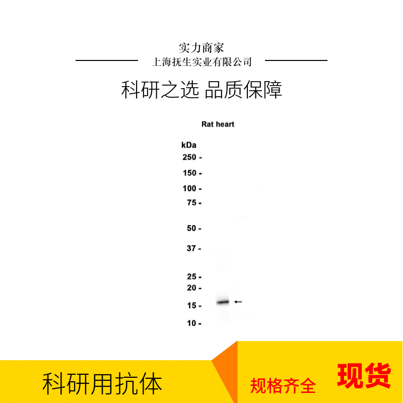 组织因子（CD142）抗体