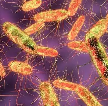 Acetobacter Pasteurianus Subsp. Ascendens