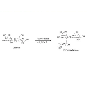 α-1,2-fucosyltransferase，α-1,2-聚焦转移酶