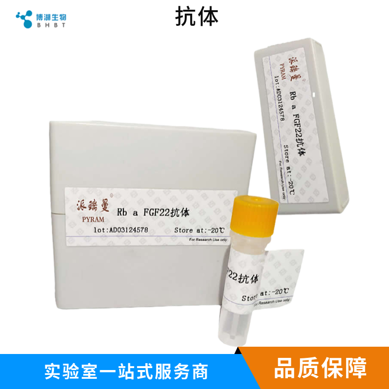 白介素1α/IL-1α抗体