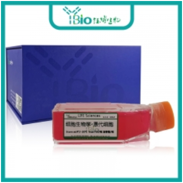 人膀胱癌组织源细胞 YB-7130HPC