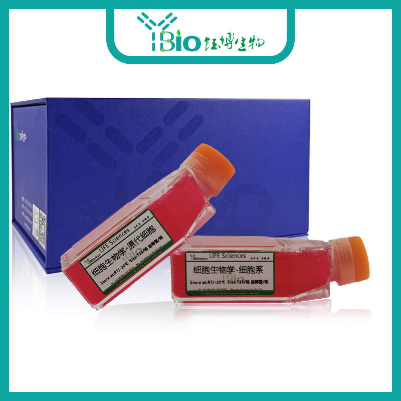 人外周血单个核细胞 YB-7143HPC