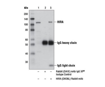 HIRA (D6O8L) 兔单克隆抗体