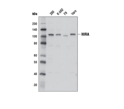 HIRA (D6O8L) 兔单克隆抗体