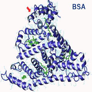 Estriol-BSA Conjugate，雌三醇-牛血清白蛋白偶联物