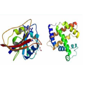 PGE1-BSA，前列腺素E1-牛血清白蛋白偶联物，Prostaglandin E1-BSA Conjugate