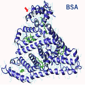 Estradiol-BSA Conjugate，雌二醇-牛血清白蛋白偶联物