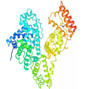 Testosterone-BSA Conjugate，孕酮-牛血清白蛋白偶联物