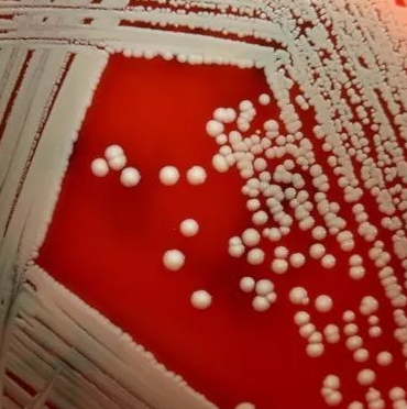 Altererythrobacter Maritimus