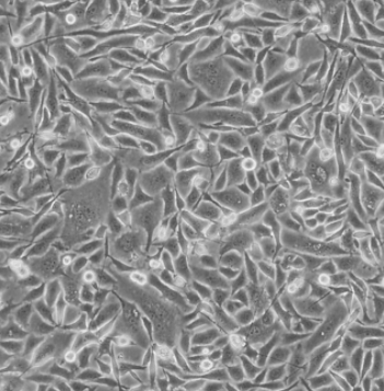 Novosphingobium Sediminicola