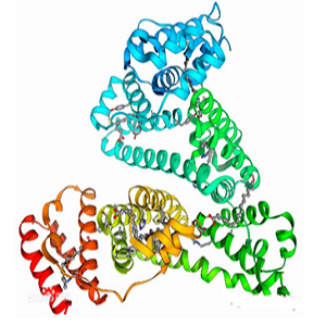 VB2-BSA，Riboflavin-BSA Conjugate，核黄素-牛血清白蛋白偶联物