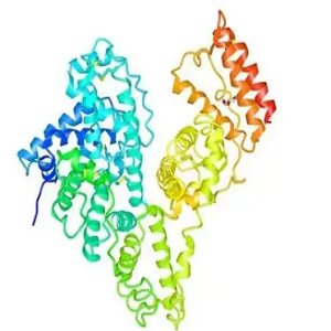 Polyphyllin-OVA Conjugate，重楼皂苷-鸡卵清白蛋白偶联物