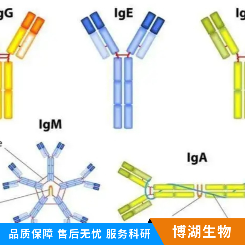 异质核糖核蛋白hnRNPA2抗体