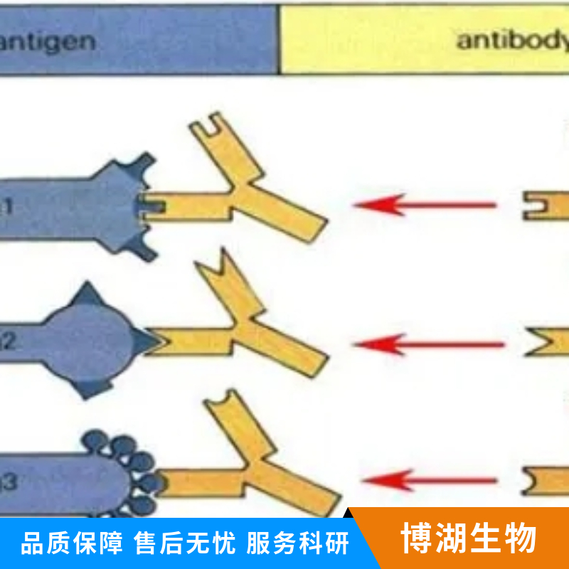 一氧化氮合成酶-3（内皮型）单克隆抗体