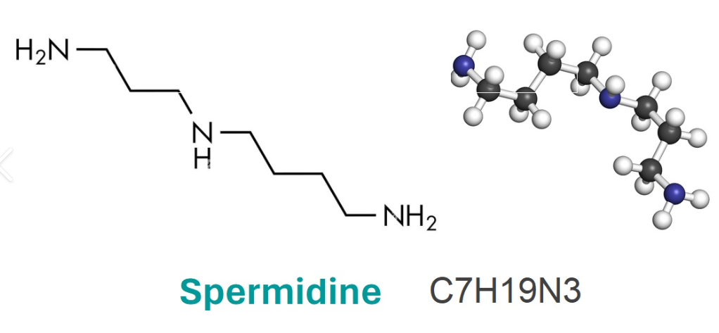 FITC-精胺/FITC-Spermine/异硫氰酸荧光素-N,N'-双(3-氨基丙基)-1,4-丁二胺/FITC-SPM/Spermine-FITC conjugate/绿色荧光标记多胺探针