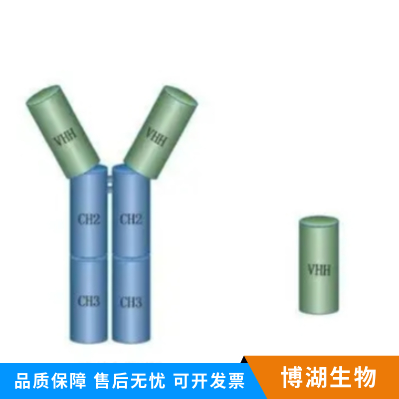 肿瘤相关蛋白抗原L6抗体