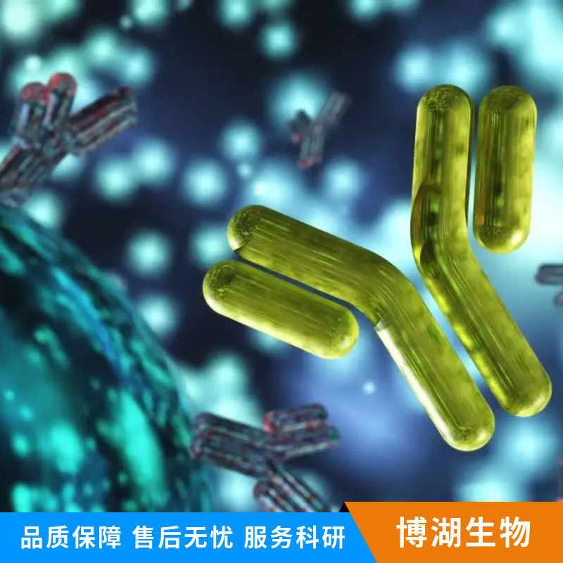 肿瘤坏死因子受体相关因子2抗体