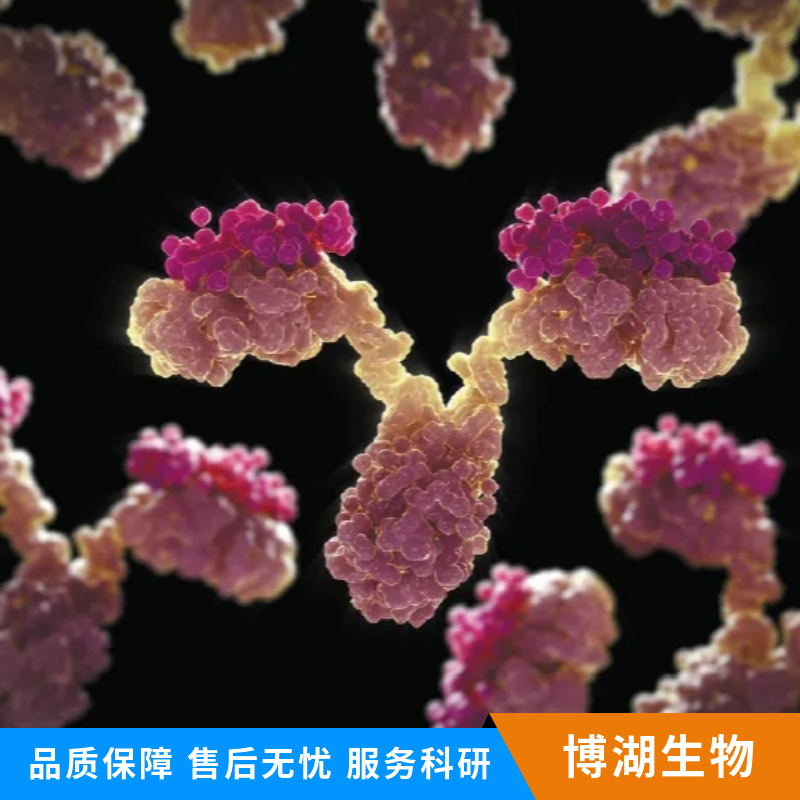 血管内皮细胞粘附分子（CD106）抗体