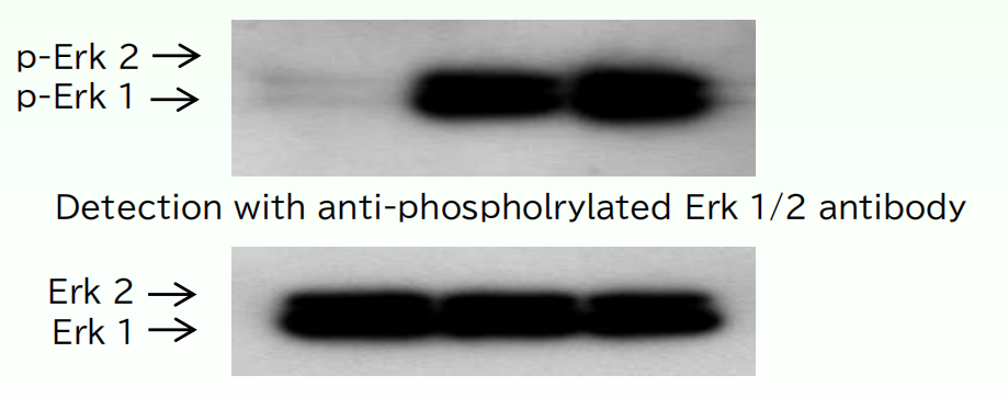 表皮生长因子（EGF）