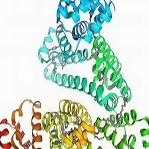 Bilirubin-BSA Conjugate，胆红素-牛血清白蛋白偶联物