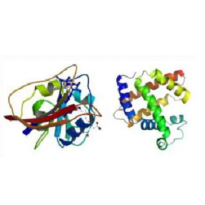 Rutin-OVA Conjugate，芦丁-鸡卵清白蛋白偶联物